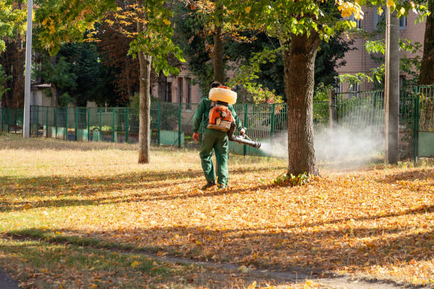 Insect Control in Vernon, TX