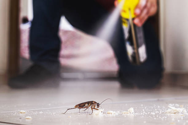 Professional Pest Control in Vernon, TX